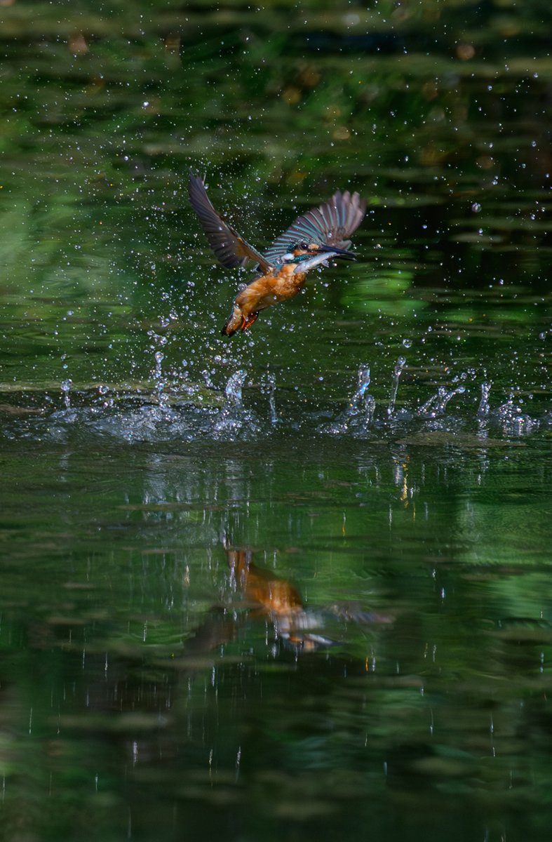 『生きる』

#カワセミ #キリトリセカイ
#ファインダー越しの私の世界 
#私とニコンで見た世界