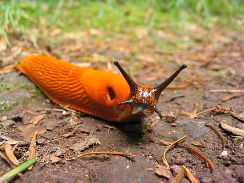 Die Rote Wegschnecke, aber auch die Spanische Wegschnecke kann orange gefärbt sein. Tatsache ist: Die Gehäuseschnecken, die mit den anderen Schleimern als Erzfeind des Gärtners immer in einen Topf geworfen werden, sind unschuldig. Unschuldig? Was fressen die? 3/3 Morgen mehr. .