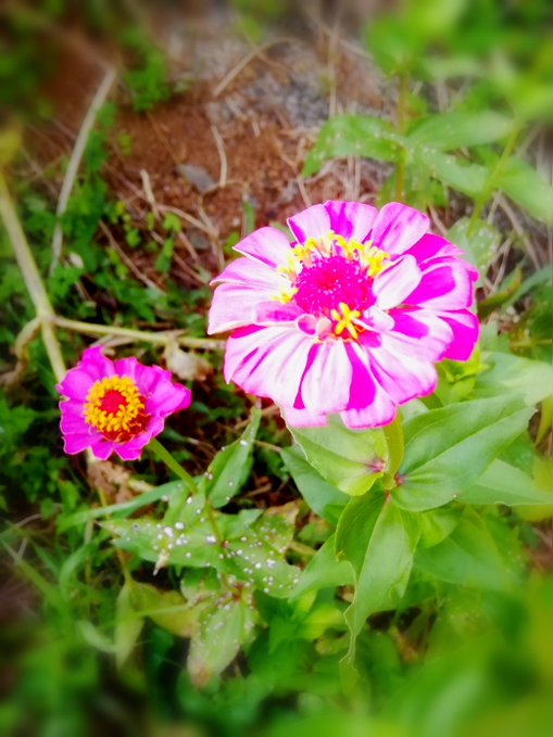 ♦️のんちゃん♦️🎠⛲🌷🌺🌿🌾🍓🍓🍓🌲🌻🌹 tweet media