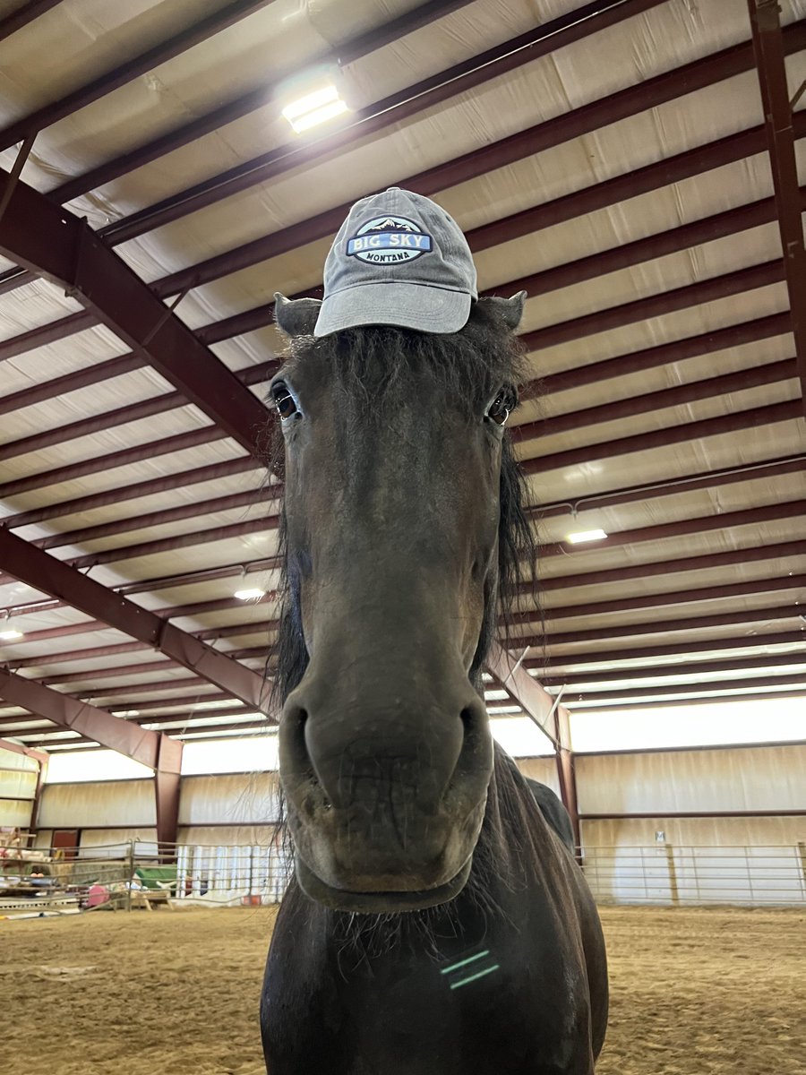 horse (archived) (@rllyhungryhorse) on Twitter photo 