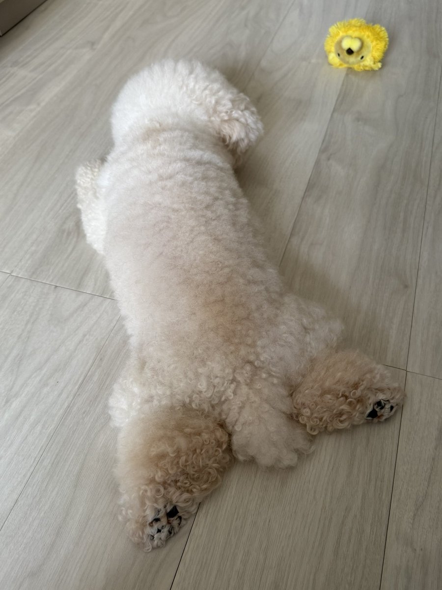 遊び疲れて落ちている犬とひっくり返ったミニライオン