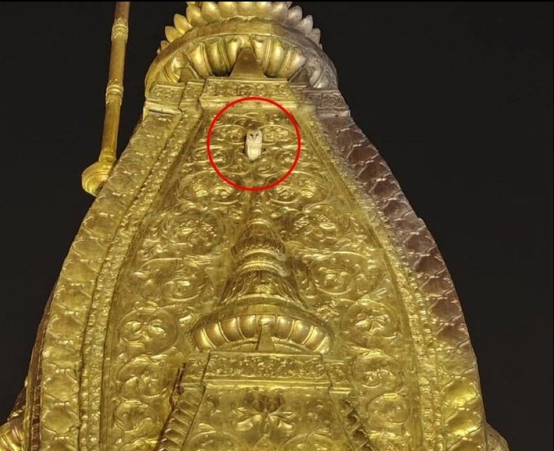 A white owl spotted atop Kashi Vishwanath temple 😍