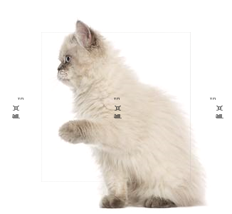 penguin_ccccc's tweet image. ☎Stars peek out, one by one, shy.🩱Clouds stack, vertically growing into thunderheads on hot days.🔑