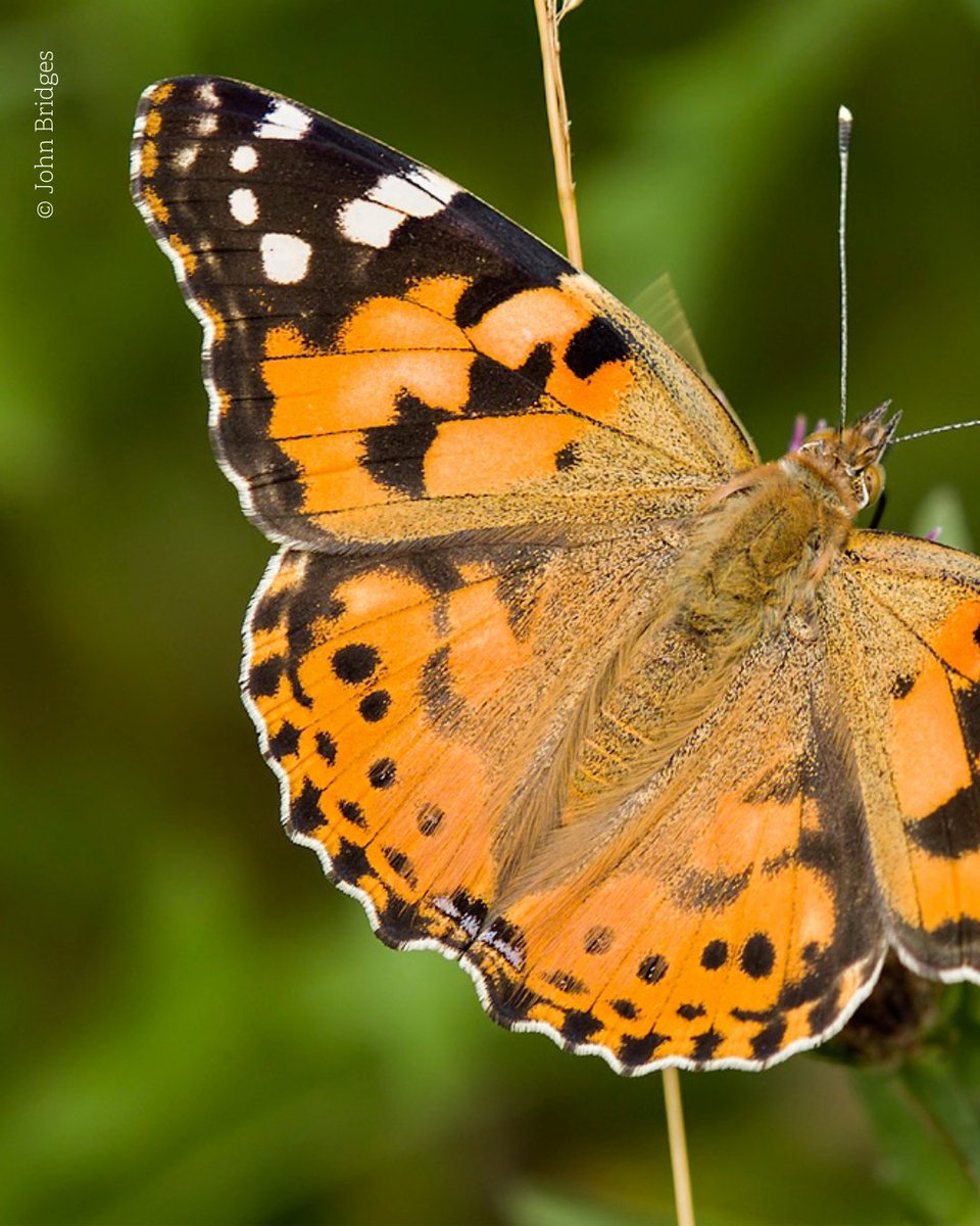 The Painted Lady Butterfly (Vanessa cardui) is one of our long distance migrants!

Each year it travels north from North Africa, the Middle East, and central Asia, sometimes arriving in Britain and Ireland in huge numbers.

Have you spotted a Painted Lady this year? 🌼🦋