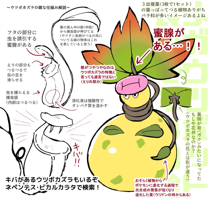 植物好きによるメガウツボットのここすきです 