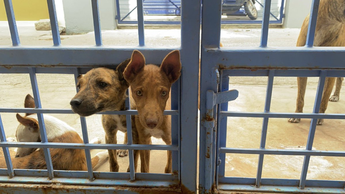 JahnaviIyer's tweet photo. Citizens demand humane action, not propaganda.

 @CMODelhi @indiansupremecourt #SaveDelhiNCRDogs #NoDogNoVote #SCofIndia https://t.co/6ZW3Ax5CWa
