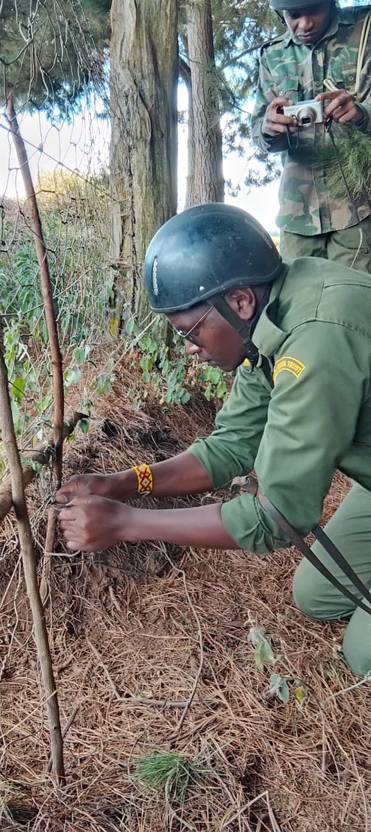 IntlElephantFoundatn (@elephantsief) on Twitter photo The Mount Kenya Horse Patrol Team patrols vital habitat, helps fight fires, removes snares & traps, and so much more! The staff come from the local communities, serving as everyday ambassadors for coexistence and wildlife preservation.
📷 <a href="/mountkenyatrust/">Mount Kenya Trust</a> The Mount Kenya Horse Patrol Team patrols vital habitat, helps fight fires, removes snares & traps, and so much more! The staff come from the local communities, serving as everyday ambassadors for coexistence and wildlife preservation.
📷 <a href="/mountkenyatrust/">Mount Kenya Trust</a>