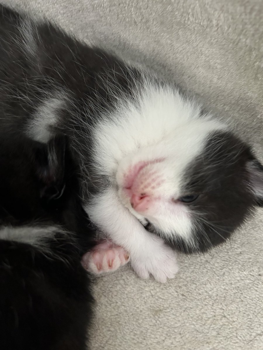 still_kel's tweet photo. Just over two weeks old, look how cute these little #kittens are!! 🥰 https://t.co/Euvg8lBt2c
