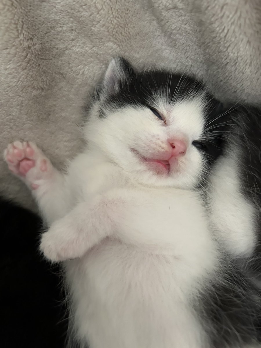still_kel's tweet photo. Just over two weeks old, look how cute these little #kittens are!! 🥰 https://t.co/Euvg8lBt2c
