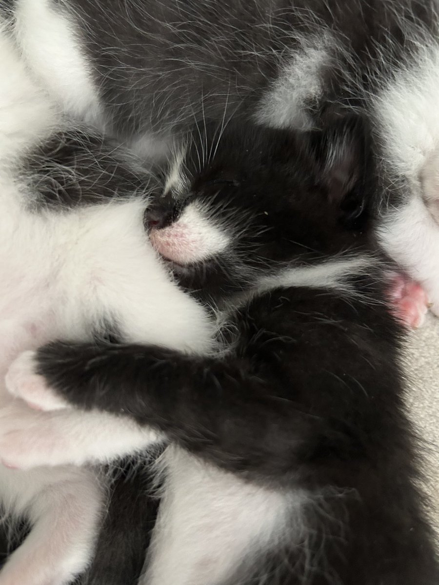 still_kel's tweet photo. Just over two weeks old, look how cute these little #kittens are!! 🥰 https://t.co/Euvg8lBt2c