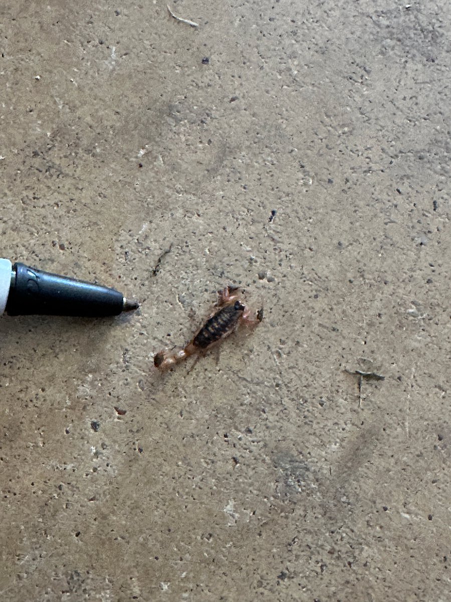 TOPSPest's tweet photo. Scorpions are survivors — and their babies hitch a ride on mom’s back! 😳
Have you ever spotted a scorpion around your home in Austin? Comment “yes” if you’ve seen one! 👇
📖 Here’s what you need to know about their life cycle: https://t.co/cfosSVj7ly https://t.co/XgEjvn6AJ0