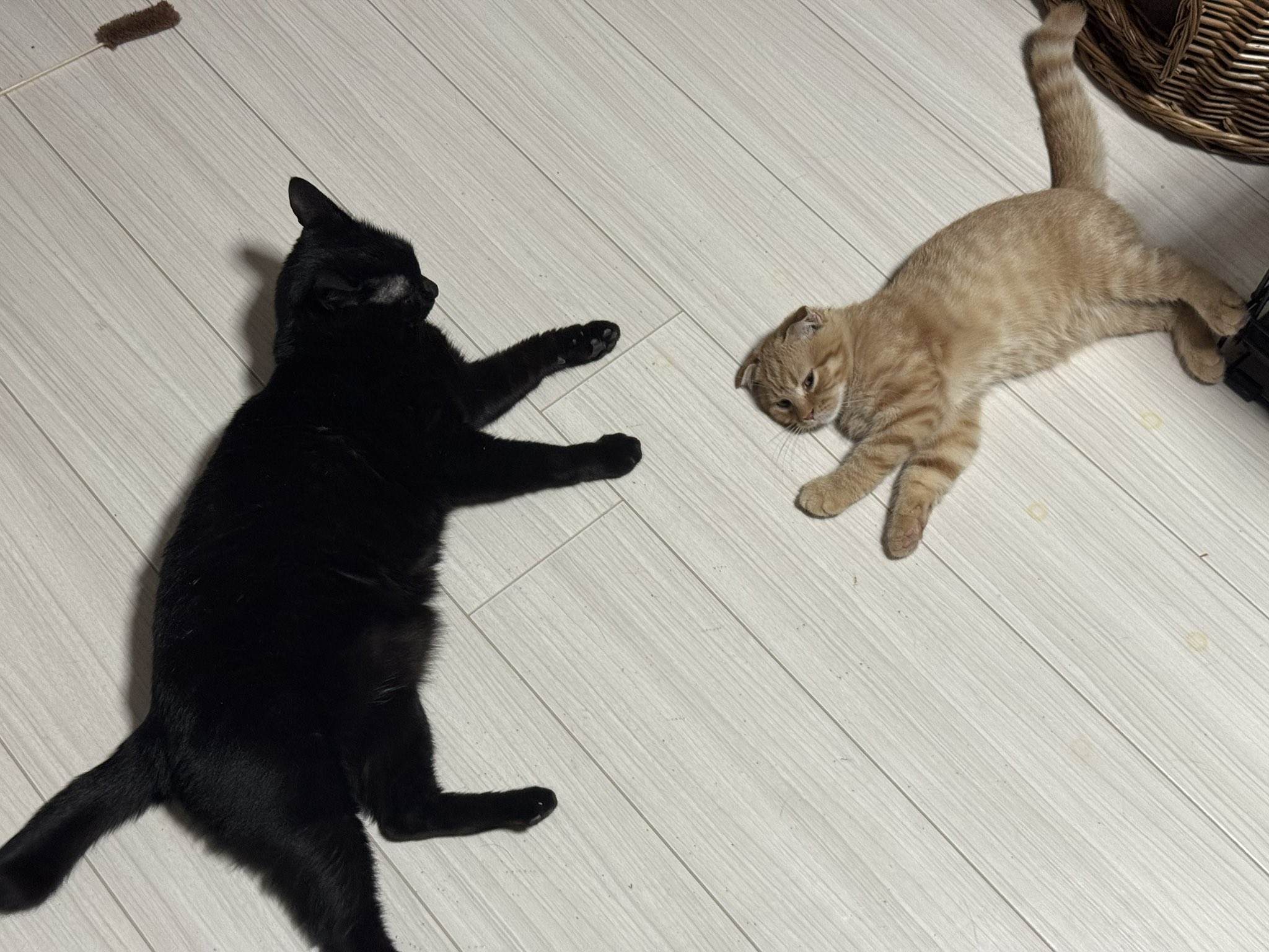 山猫 Amazon | FEANDREA キャットタワー ミニ子猫やシニア猫にお勧め