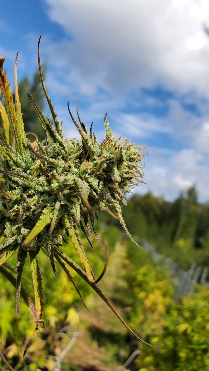 Reach for the sky! Texada Island LSO Cannabis <a href="/WeatherdIslands/">Weathered Islands Craft Cannabis</a>