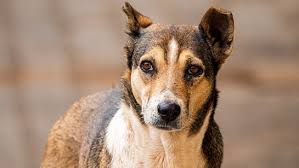 EachFeed's tweet photo. #SaveDelhiNCRDogs https://t.co/DKZIb36LMe