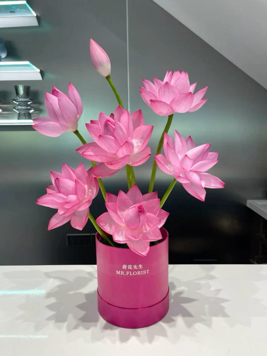 i3Moment's tweet photo. Lotus 🪷 https://t.co/SbznNlnjRL