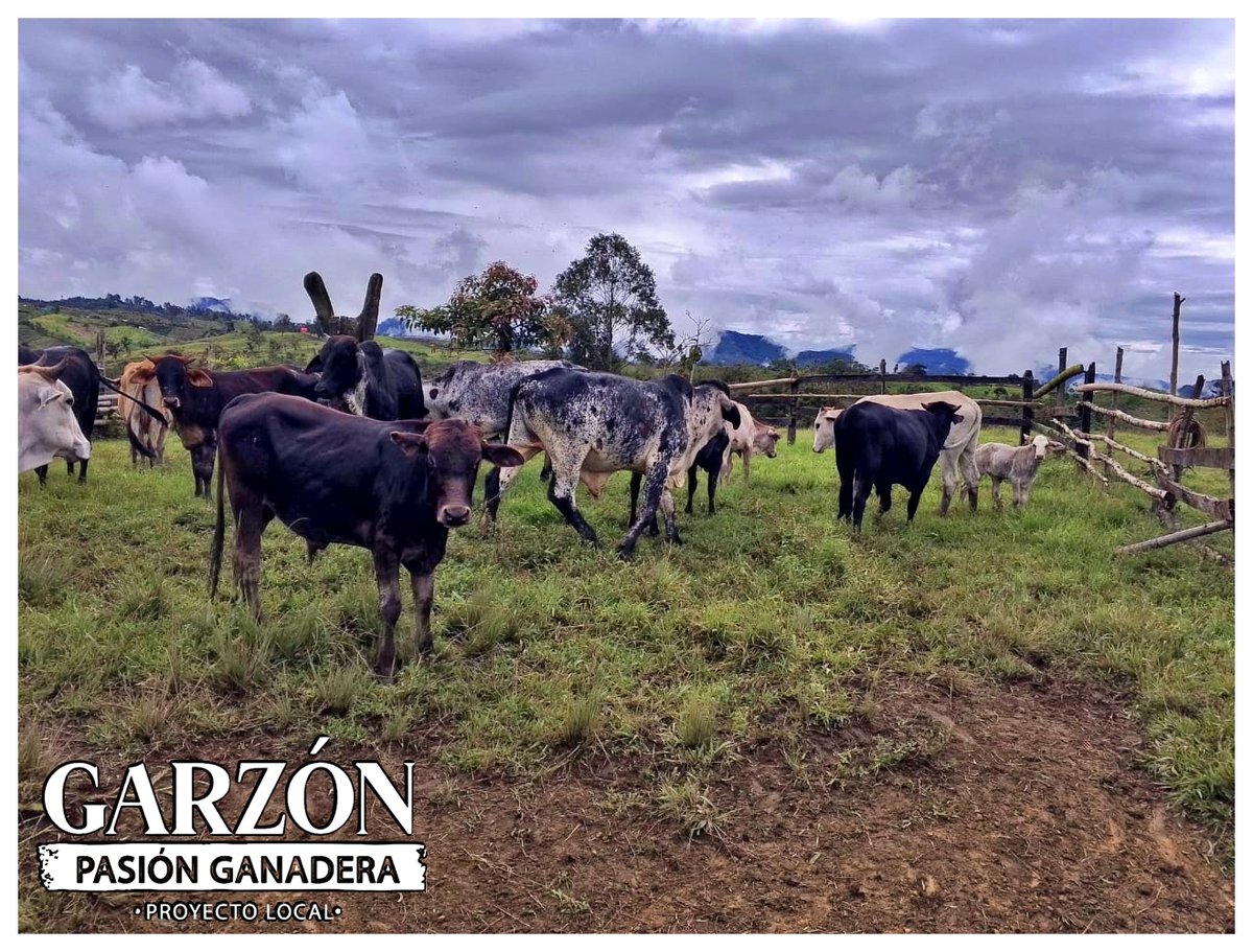 🐄🌱 Empezar en la ganadería es aprender cada día: buena alimentación, sanidad, agua limpia y mucha paciencia.
¡Ser ganadero es un orgullo y un compromiso con el campo colombiano! 🇨🇴💪 
<a href="/Fedegan/">FEDEGAN</a> <a href="/jflafaurie/">José Félix Lafaurie</a> 
#GanaderíaColombiana #OrgulloGanadero #DelCampoATuMesa