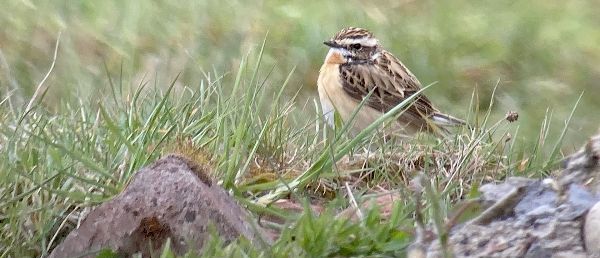 StartBirding's tweet photo. Swift rehabbing and slow emergence! - https://t.co/PlDWneQ5fe https://t.co/l24guSR1x1