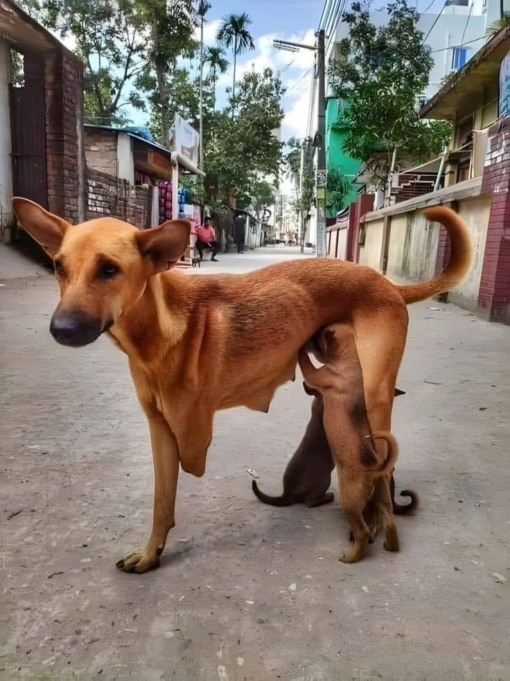 Kriticbell's tweet photo. The solution we talk about is proven one in many countries.
Sterilise 
Vaccinate 
Compassion 
It's aa simple as ABC
#SaveDelhiNCRDogs 
#SaveDelhiNcrDogs
#NoDogsNoVotes https://t.co/MD3RYhwpGW