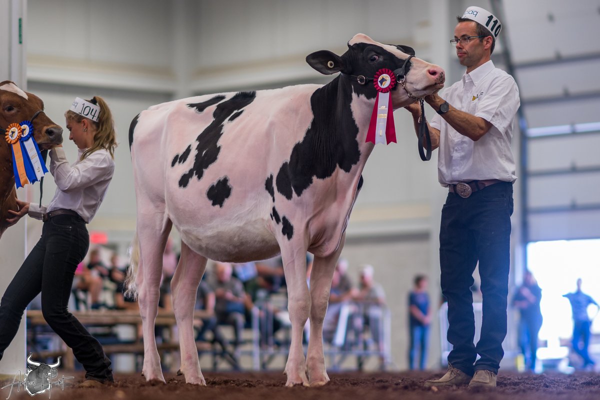 JOLIPRE MASTER ANGEL
1st place Summer Yearling
Le Supreme Laitier Holstein Show 2025
JM VALLEY HOLSTEIN, AMQUI, QC

See complete coverage at bit.ly/460tq9p