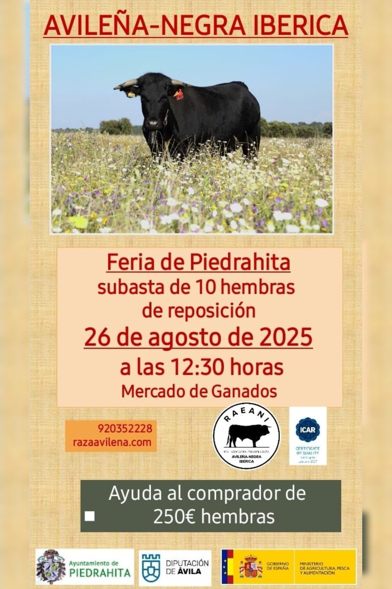 AecraniN's tweet image. Proxima feria de #Piedrahita,  martes 2️⃣6️⃣ de agosto 📌
#avileña #100x100nuestro #rural_love #ganaderiasostenible #ganaderiaextensiva #ganaderia #ElCampoNoPara