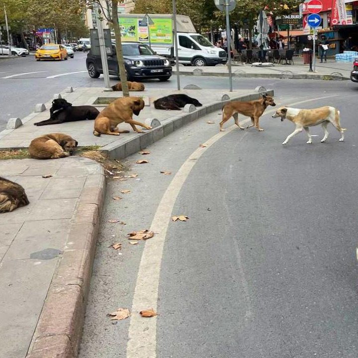 İzmir'de başıboş köpeklerden kaçarken araba çarpan 55 yaşındaki bir kadın hayatını kaybetti.

Bu ülkede insan hayatını bu kadar ucuzlaştıranların ABV.
