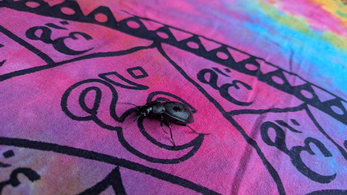 Пришёл с охоты