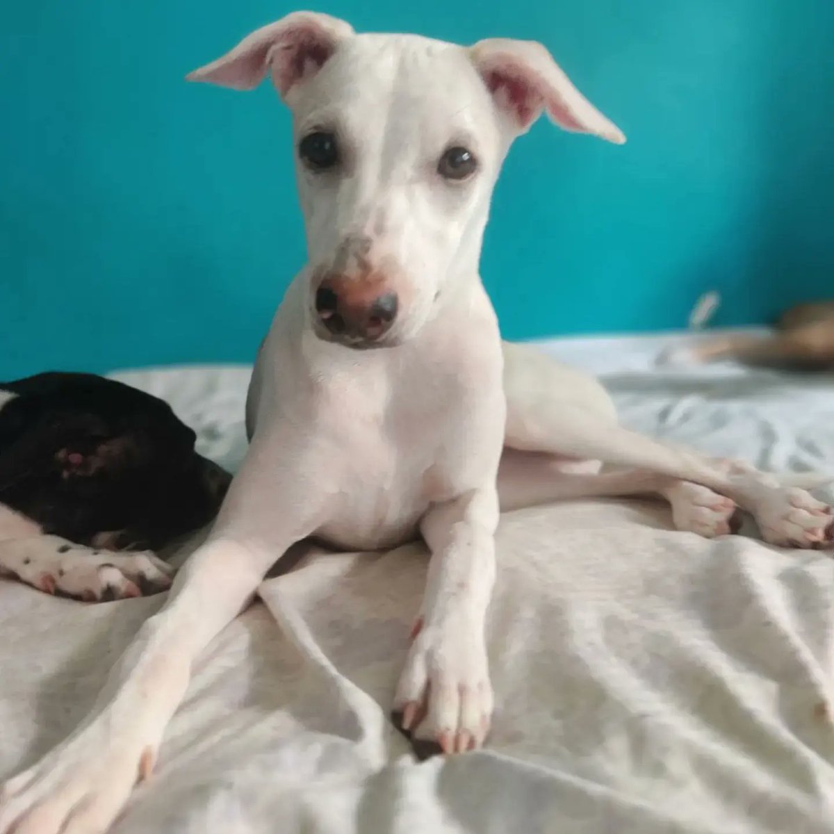 SheetalDA's tweet photo. #SaveDelhiNCRDogs https://t.co/aKIjTCcJWG