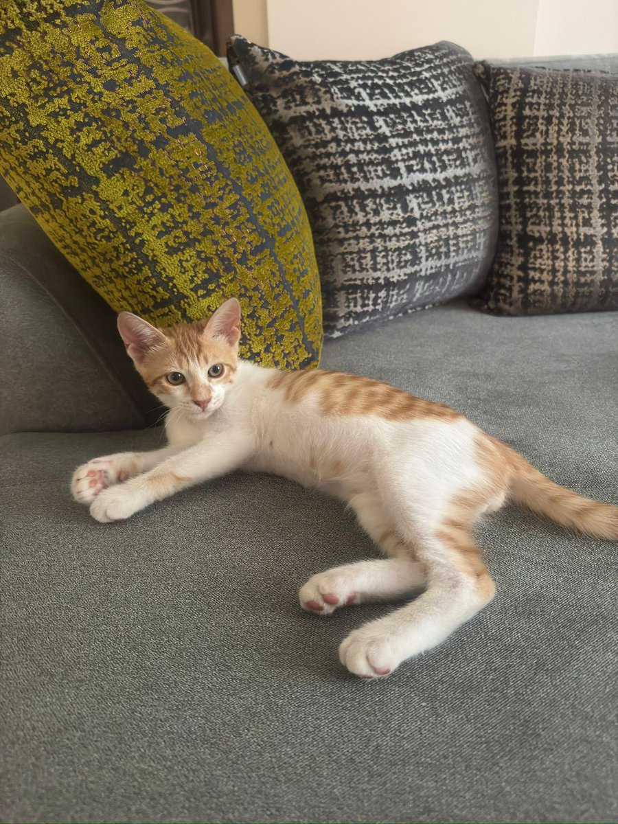 Bu yavrum için yalvarıyorum gerçekten. Pazar gününe kadar yuva arıyorum
#izmir #kedisahiplendirme