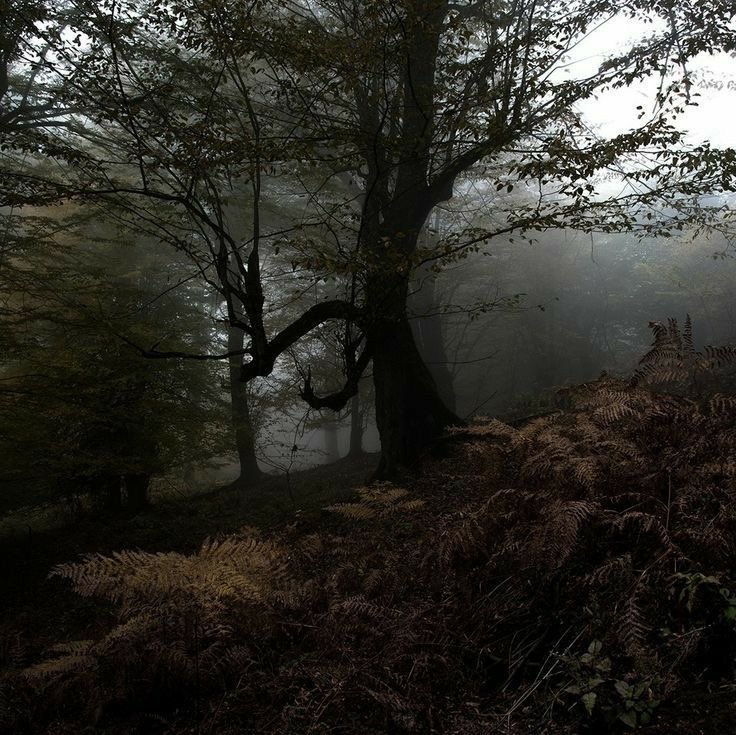talya9646171863's tweet photo. Foggy days https://t.co/ZbuqRgqWDW