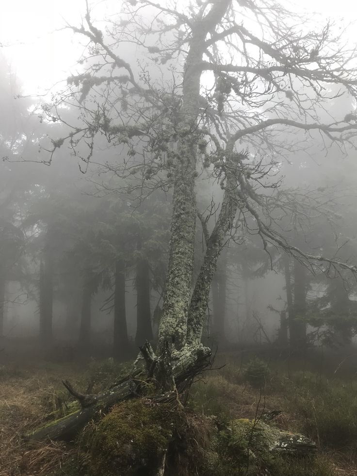 talya9646171863's tweet photo. Foggy days https://t.co/ZbuqRgqWDW