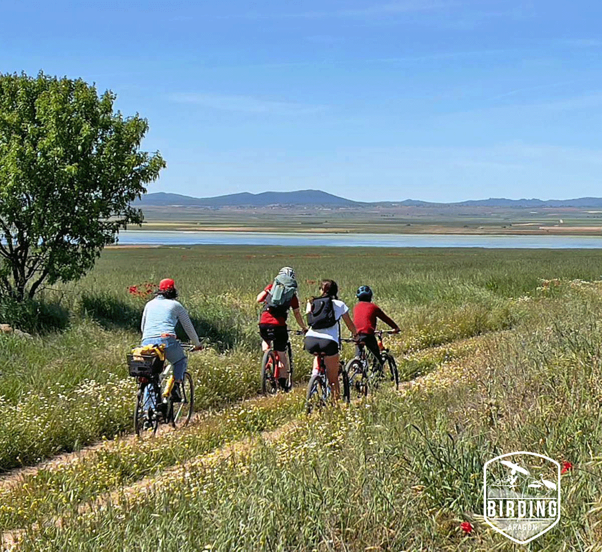 🌿 #Ecoturismo y Birding Aragón 💚
🦉El turismo ornitológico va más allá de observar aves: es viajar de forma consciente, respetando la biodiversidad, apoyando a las comunidades locales y contribuyendo a un futuro sostenible. 
ℹ️  birdingaragon.com/ecoturismo-y-b… 
#Ornitología