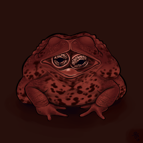 Frogs and toads can be born with a mutation where their eyes are inside their mouth, which they keep open to see.