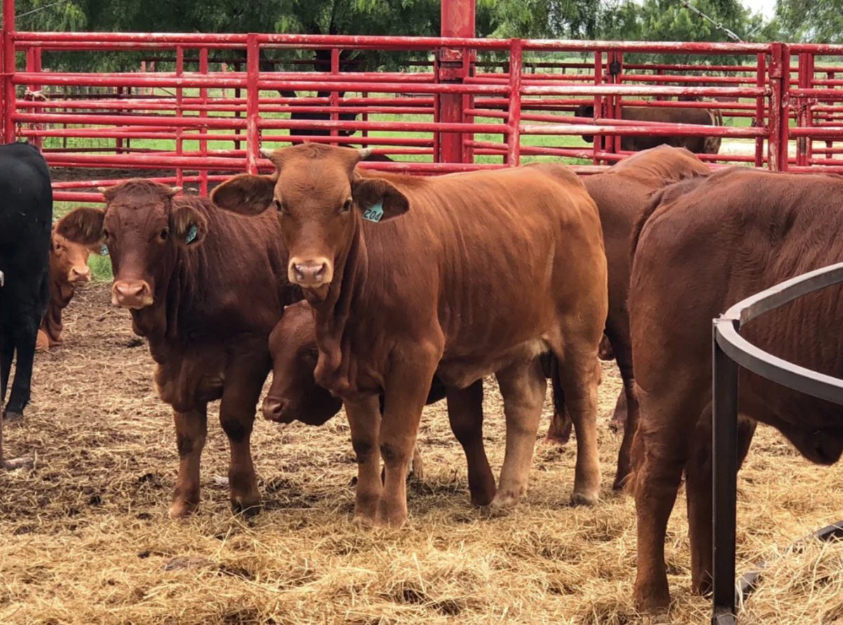 CappadonaRanch's tweet photo. 📷 Life on the Ranch, Through Our Lens 
From grazing cattle to fleeting butterflies, every moment at Cappadona Ranch tells a story. Step into our world and see the beauty we get to live every day. 📷
Browse our Ranch Life gallery on the website — and while you're there, discover our mesquite-inspired jellies, coffee, flour & more.
📷 https://t.co/tIcyt3hJFL
#CappadonaRanch #RanchLife #TexasRanch #MesquiteMagic #Wildlife #ShopLocalTX #NatureAndNourishment