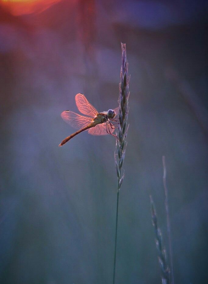 Nature Amazing !
#wild #nature #animal