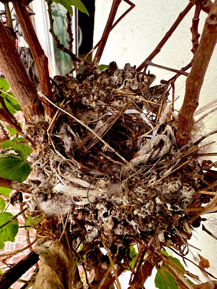 monrub14's tweet image. Se me fueron mis inquilinos, ya me había encariñado con ellos.🥹🪺🐣🥹
#Lifeislife