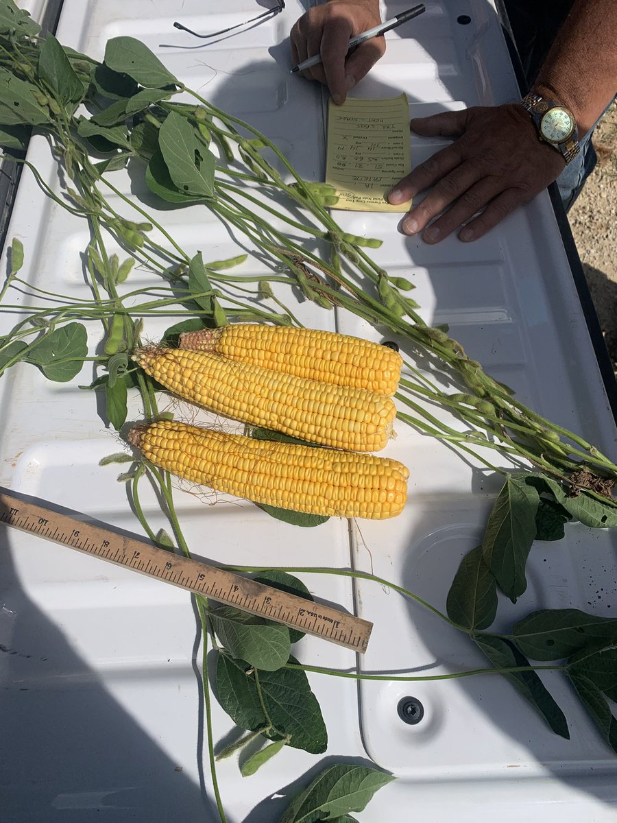 149 bushel corn, very low population tip back 14 rows around. Bad Tar spot area.
Soy beans looked good 1950 pods

About 4 miles south of El Dorado
Stop number three
#pftour25