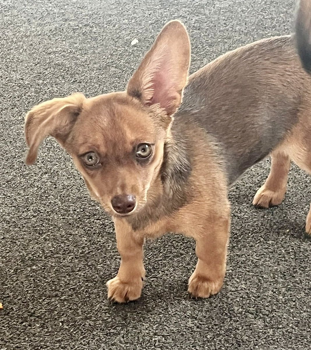 millypod1's tweet photo. BLOSSOM HOME SAFE. THANKS FOR RT's πππΎ
π17 AUG 2024 #Lost Blossom #ScanMe
YOUNG Dachshund Cross Female #PUPPY
Trent Park, Cockfosters Road #Barnet #EN4
County #Borehamwood #Hertfordshire #WD6 https://t.co/z3Lf48Ml6k https://t.co/YQBikt0j8Z