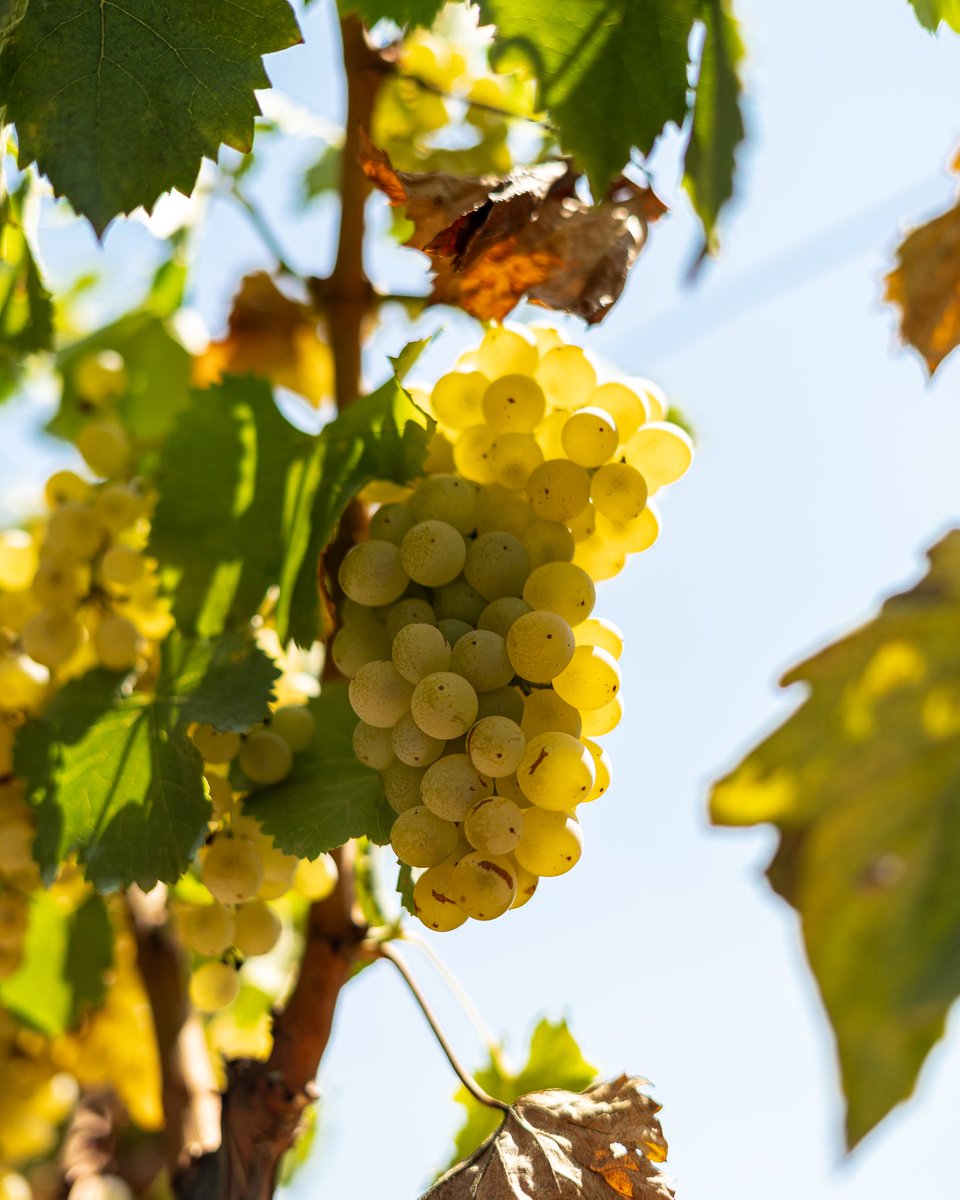 Ca N'Estruc tweet media