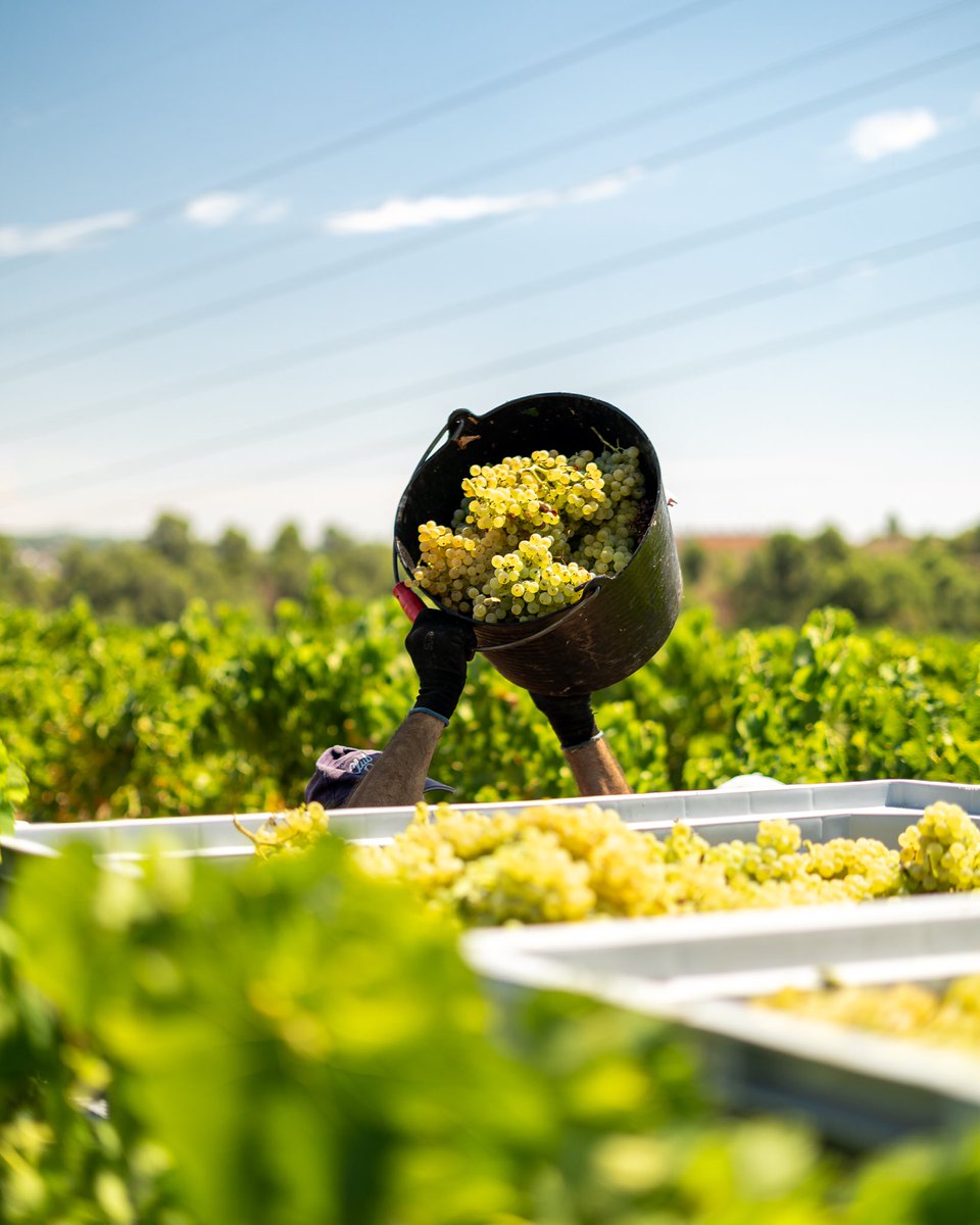 Ca N'Estruc tweet media