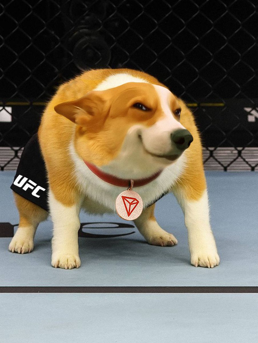 SUNDOG_TRX's tweet photo. I SMESH EVERY ANIMAL COIN 🗣️ https://t.co/ITjCIC7KNY