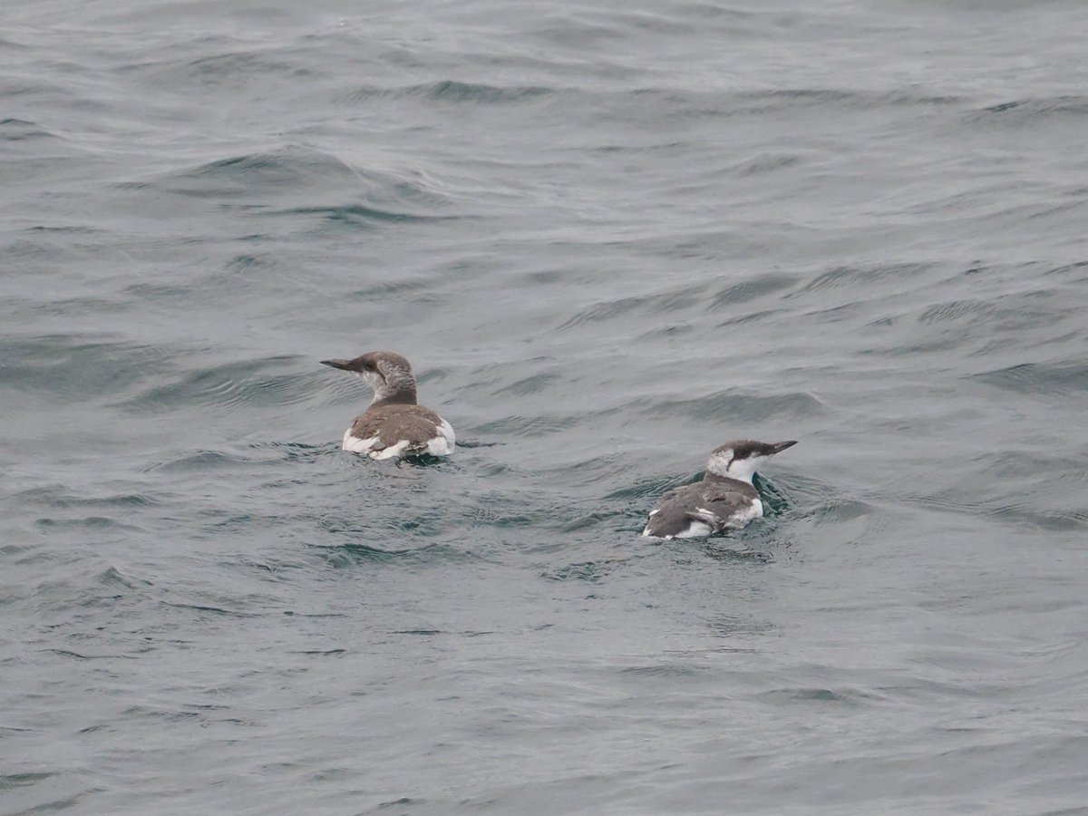 A few shots from the Scillonian on Tuesday.  Nice to see my first Arctic Skua and Great Shearwater.  Lots of Manxies  seen during the crossings and a couple of Guillemots bobbing along. 
#Scillonian111 #seabirds,