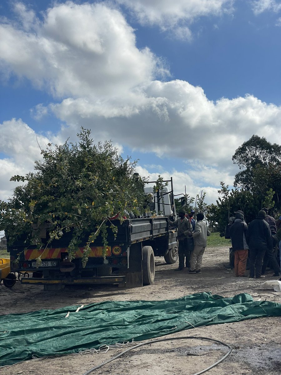 The private sector and farming community have been strong pillars for our nursery since we fully established in Makhanda. Yesterday at the Hobson &amp; Co Bonsmara Auction we filled a truck for an eco-hotel development in Addo. We 💚 growing.
