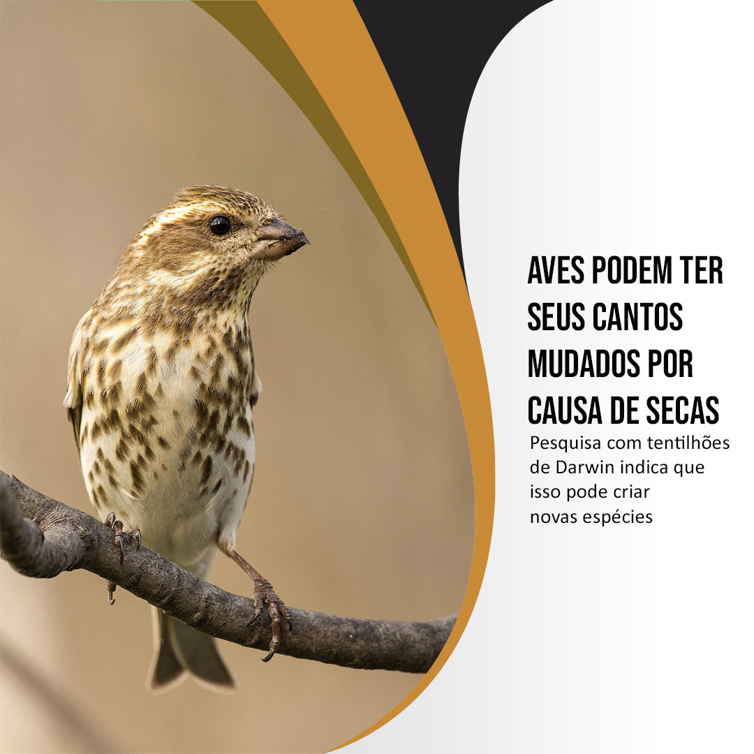 Aves podem ter seus cantos mudados por causa de secas
Pesquisa com tentilhões de Darwin indica que isso pode criar novas espécies

Veja: pick-upau.org.br/projeto_aves/n…

Conheça: projetoaves.org.br
<a href="/nacaomitsubishi/">Mitsubishi Motors BR</a> 
<a href="/mundomit/">Mundo MIT</a>