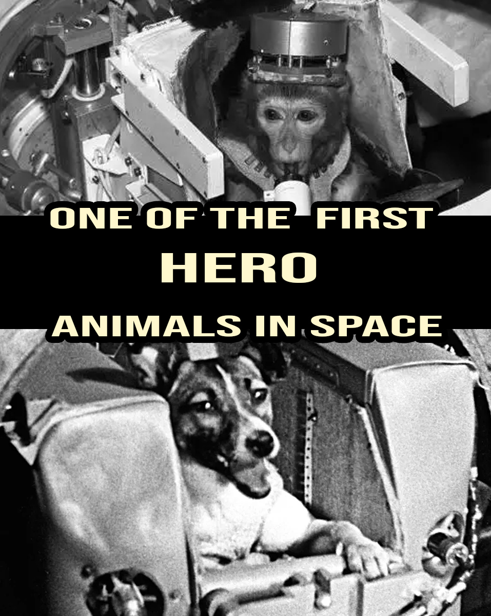 RenderTheFuture's tweet photo. Think humans were the first astronauts? Think again. 🐶

Before Yuri Gagarin or John Glenn, the true pioneers of space travel had fur and four legs. Here’s to the animal astronauts who braved the unknown:

• Albert: The first animal in space (a monkey!) on a US sub-orbital flight in 1948.

• Laika: The most famous, and the first animal to orbit Earth aboard Sputnik 2 in 1957. She did not survive, but her contribution is unforgettable.

• Albert II: The first primate to reach space, proving it was possible.

• Ham: The first surviving primate, whose successful mission in 1961 proved life could function in space, directly enabling the first human flights.

Their stories are a captivating, and sometimes heartbreaking, chapter in history. These brave animals were the original crew members, and we owe our place in the stars to them. ✨

What are your thoughts on animal testing for science? Was it a necessary step? Share your perspective in the comments.

#HeroAnimals  #AnimalCruelty #SpaceHistory
2m