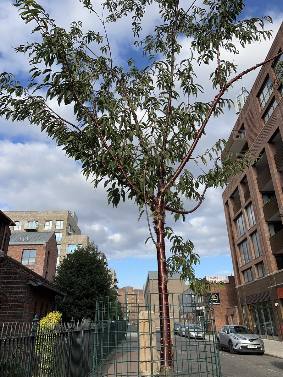 길가다가 가짜라고 생각할만큼 메탈릭한 광이 나는 나무를 발견함.. 너무 신기해….
