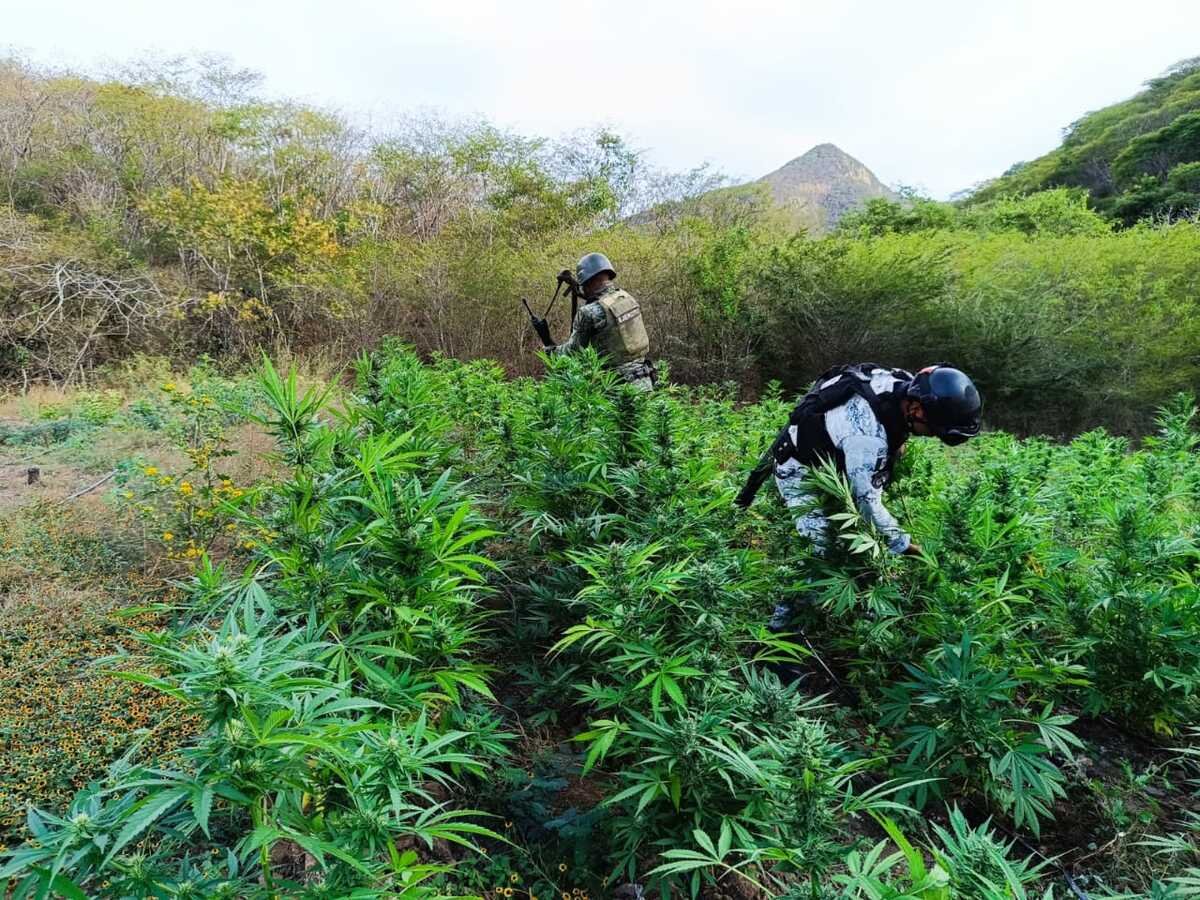 MUCDoficial's tweet photo. 📈 ¿Cuáles son las cifras de decomiso de marihuana en México? 🤔
Consulta los datos en el micrositio #DASAA:
https://t.co/vuSF6pPkgb https://t.co/Expi3iemad