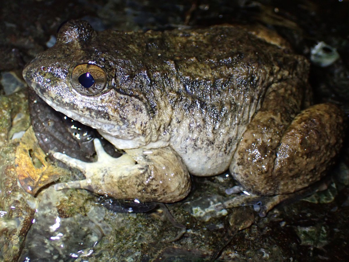 やんばる　ナミエガエル