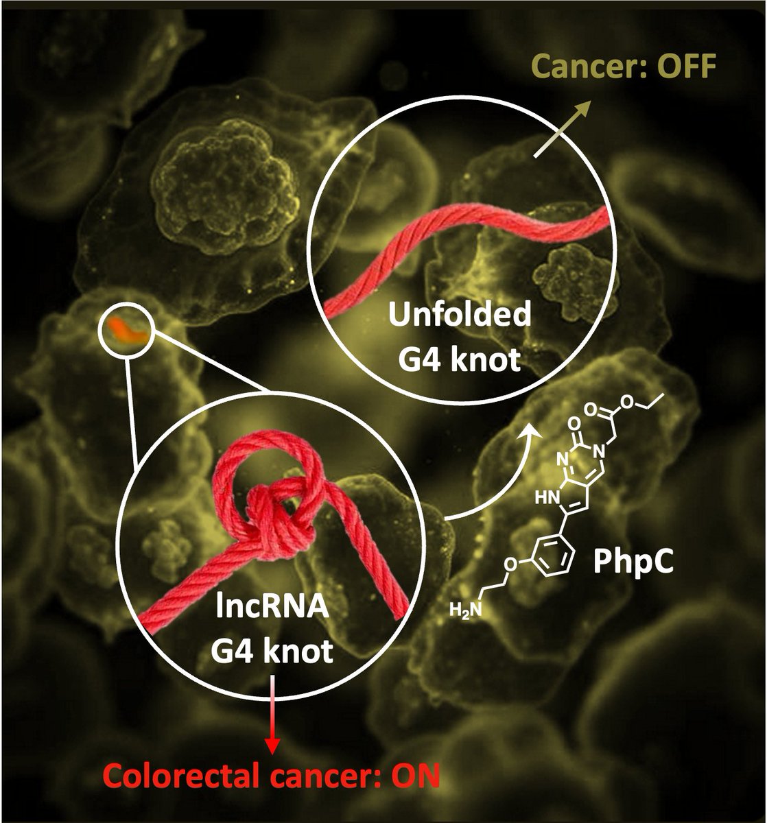 ICMUB (@icmub) on Twitter photo A fruitful collaboration between @icmub (FR) and <a href="/iitgn/">IIT Gandhinagar</a> (IN) supported by <a href="/EMBOFellows/">EMBO Fellows</a> led to a novel strategy to fight against colorectal cancer, which relies on the pharmacomodulation of G-quadruplex #G4 found in miRNA.
Now published in <a href="/BMCBiology/">BMC Biology</a> doi.org/10.1186/s12915… A fruitful collaboration between @icmub (FR) and <a href="/iitgn/">IIT Gandhinagar</a> (IN) supported by <a href="/EMBOFellows/">EMBO Fellows</a> led to a novel strategy to fight against colorectal cancer, which relies on the pharmacomodulation of G-quadruplex #G4 found in miRNA.
Now published in <a href="/BMCBiology/">BMC Biology</a> doi.org/10.1186/s12915…