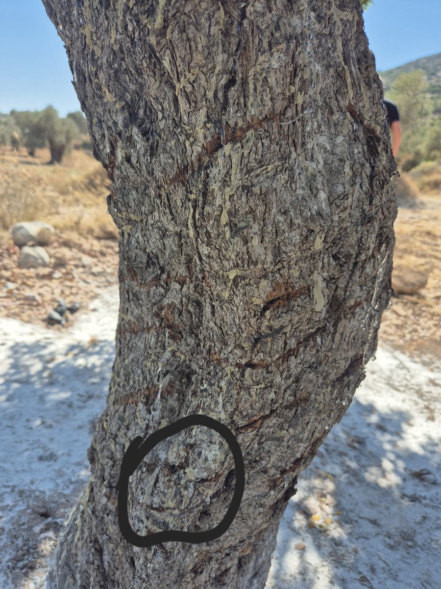 Ματια, μυτη, στομα 
Χασταγκ: Γεια σου, μαστιχοδεντρο!