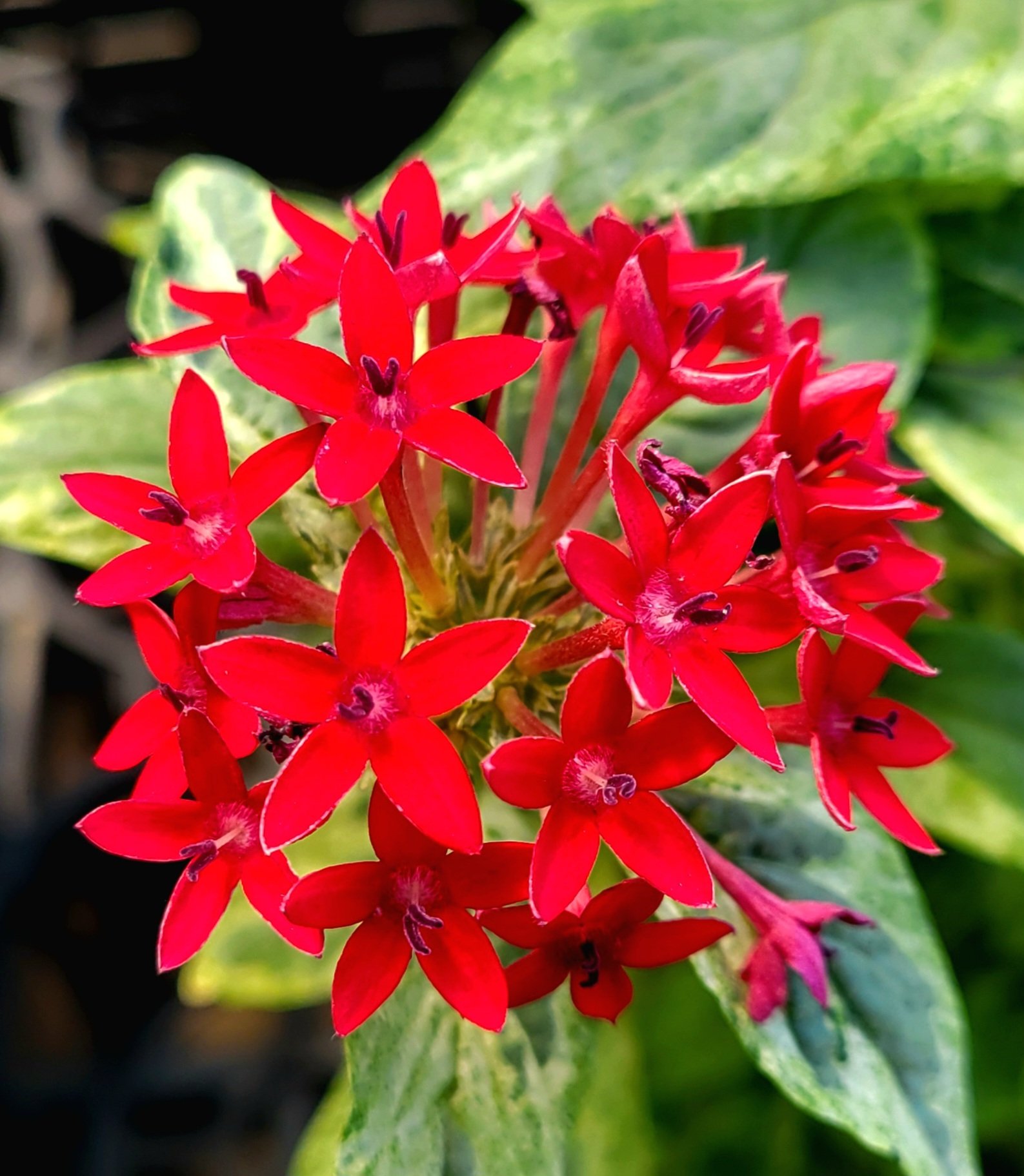 赤い花 今朝もハイビスカスが黄色と赤で開きました🌺 キダチチョウセン
